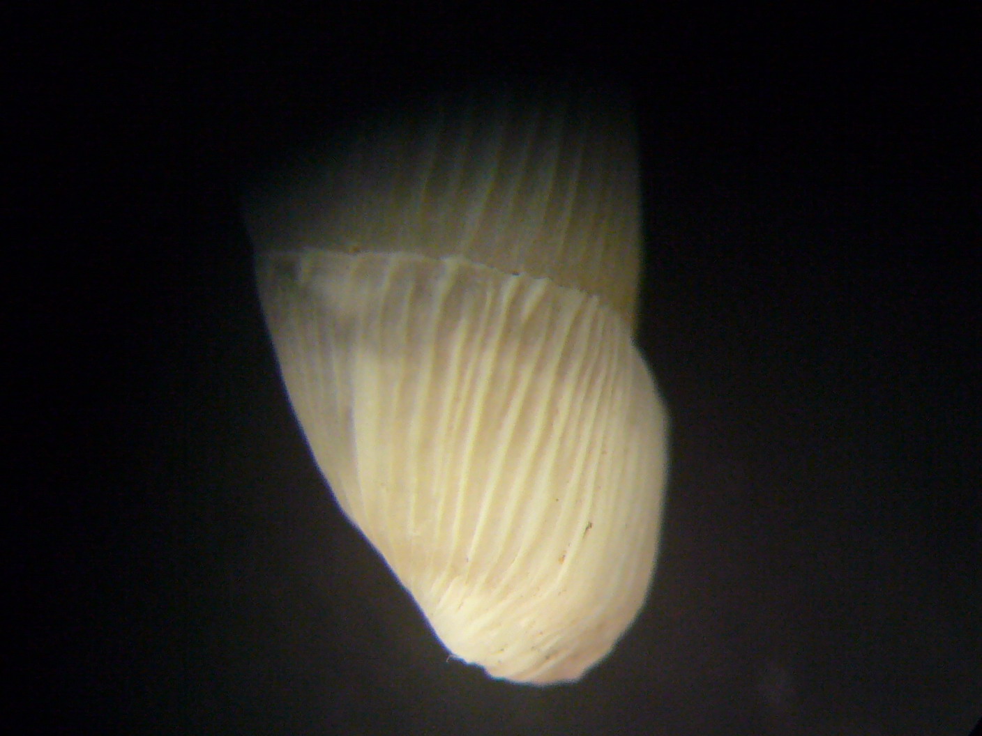 Leucostigma candidescens?